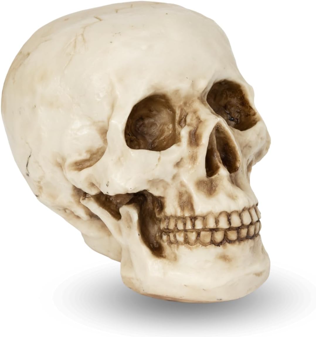 Caveira de Resina em Tamanho Real La Nacasa: Decoração e Anatomia